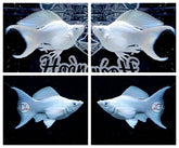 1 Pair - Live Molly Fish - Platinum Ballon Lyretail Green Dimond Eye